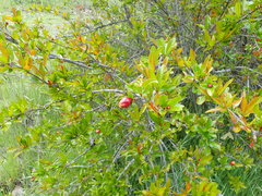 Punica granatum
