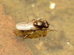 Parydra quadrituberculata