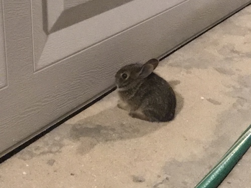 Marsh Rabbit, Venice, FL, US, photo 6 of 10