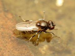 Parydra quadrituberculata