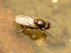 Parydra quadrituberculata