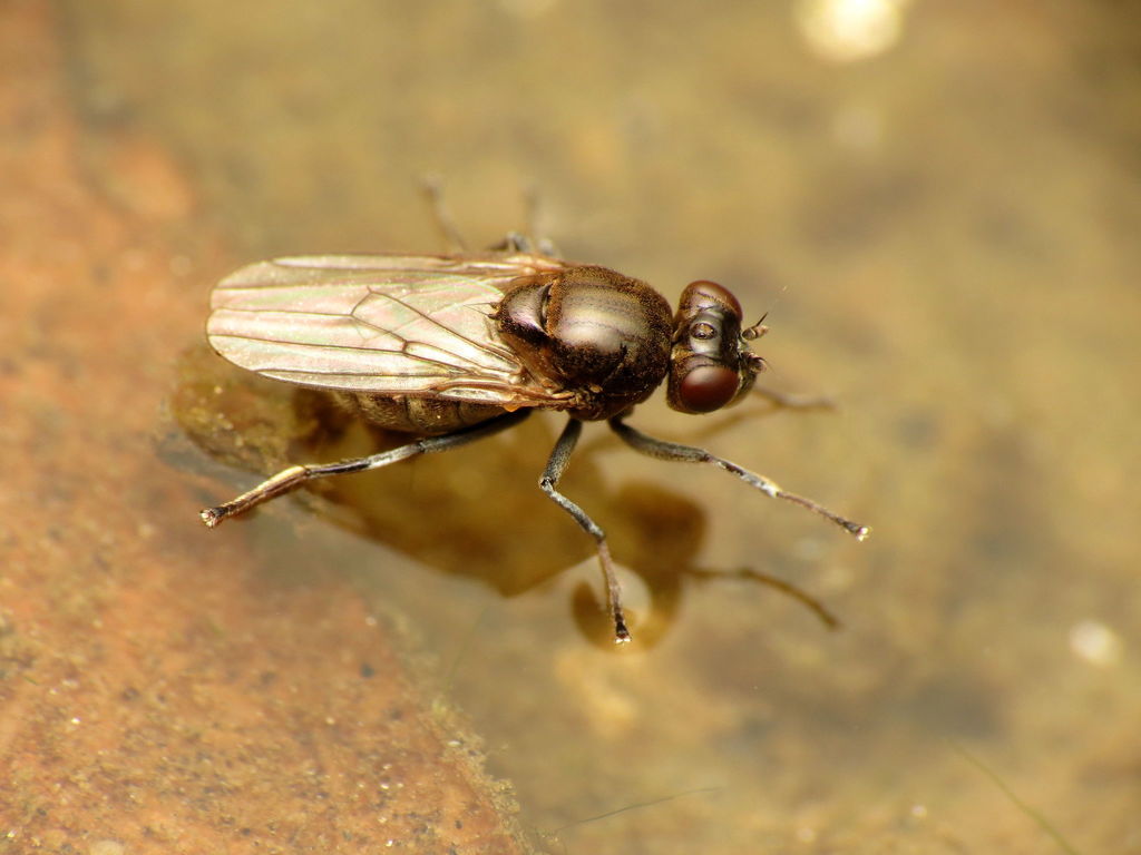 Parydrini