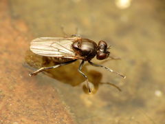 Parydra quadrituberculata