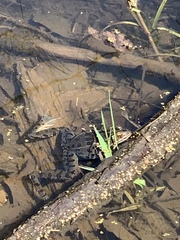 Lithobates pipiens