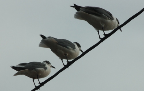 Leucophaeus pipixcan