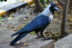 Corvus splendens