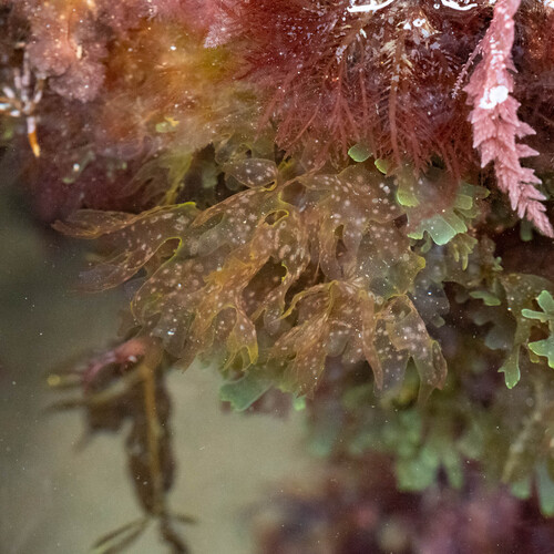 Nitophyllum punctatum observed 2026-05-16