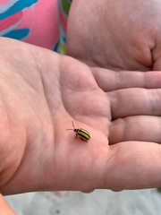 Kuschelina floridana