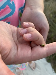 Kuschelina floridana