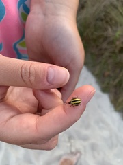 Kuschelina floridana