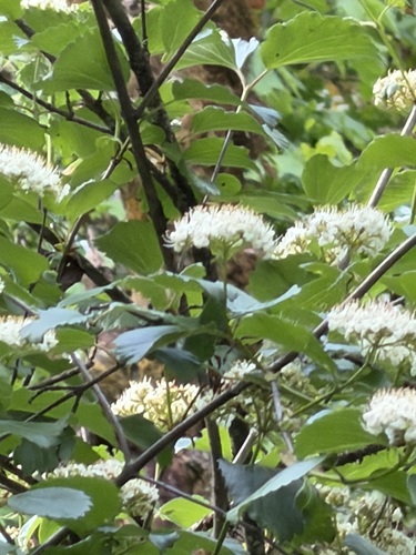 Viburnum ellipticum