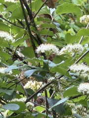 Viburnum ellipticum