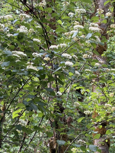 Viburnum ellipticum, photograph 2