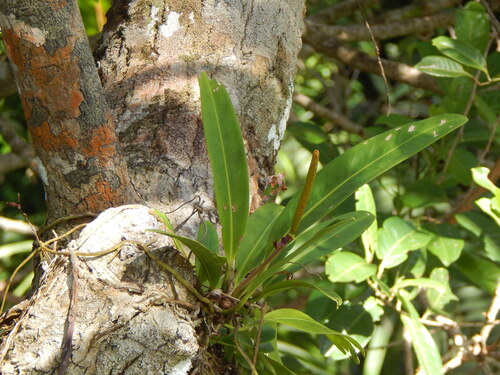Anthurium paludosum, photograph 6