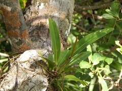 Anthurium paludosum, photograph (c) Letizia Weichgrebe, some rights reserved (CC BY)