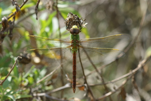 iNaturalist observation photo of Common Green Darner