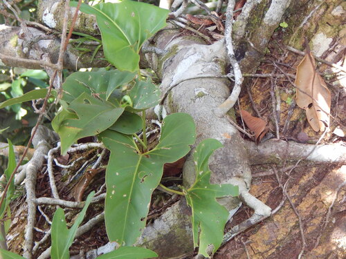 Anthurium brownii, photograph 1