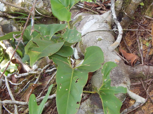 Anthurium brownii, photograph 2