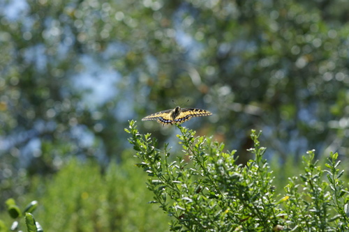 iNaturalist observation photo of Anise Swallowtail