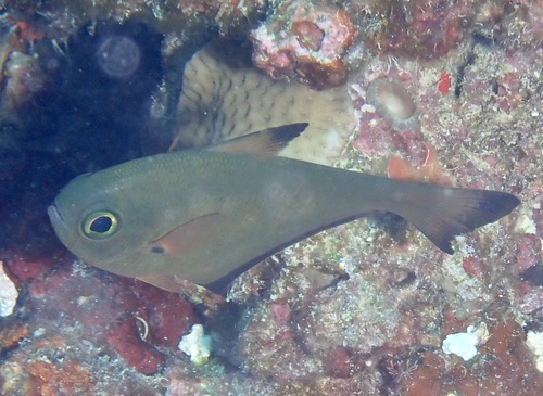 Vanikoro Sweeper — seen at this dive site