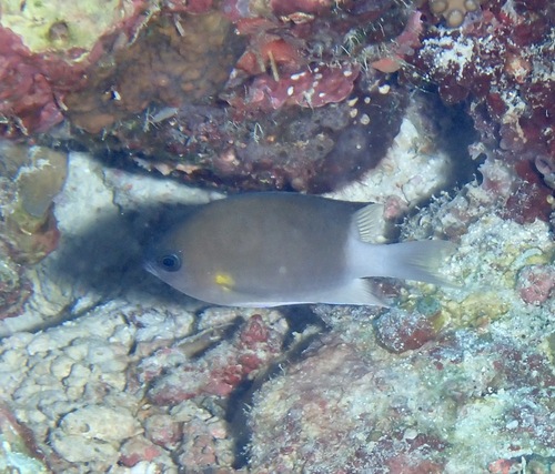 Malayan Chromis — seen at this dive site