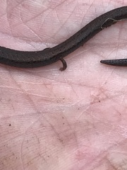 Batrachoseps gregarius