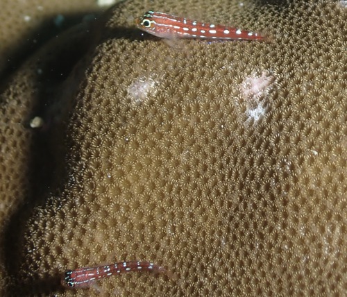 Maldives Triplefin (Helcogramma maldivensis)