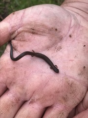 Batrachoseps gregarius