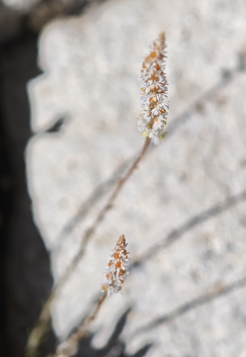 Sesamoides purpurascens