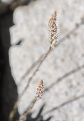 Sesamoides purpurascens