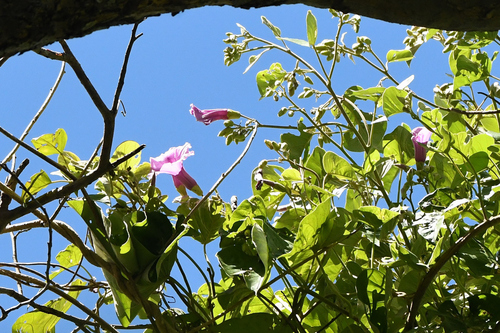 Ipomoea sericosepala