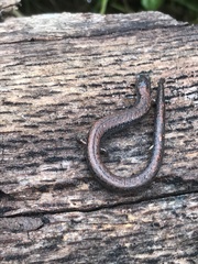 Batrachoseps gregarius