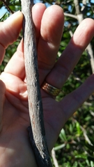 Comarostaphylis diversifolia diversifolia