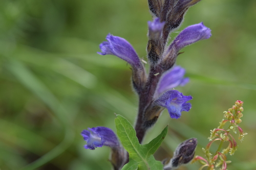 Dwarf Sorrel Broomrape