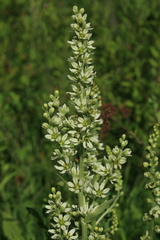 Veratrum dahuricum