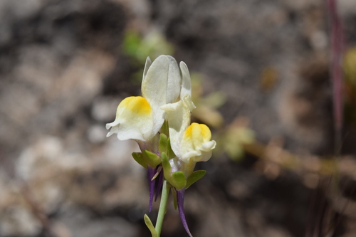 Linaria triphylla, photograph 2