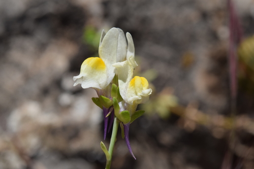 Three-leaved Toadflax