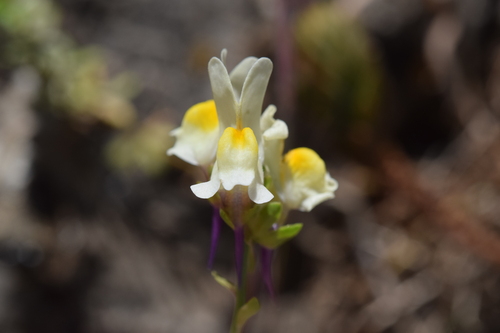 Linaria triphylla, photograph 3