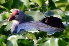 Porphyrio poliocephalus