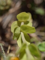 Linaria triphylla, photograph (c) Mehdi Chetibi, some rights reserved (CC BY)