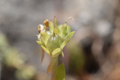 Linaria triphylla, photograph (c) Mehdi Chetibi, some rights reserved (CC BY)