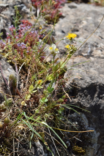 Linaria triphylla, photograph 1
