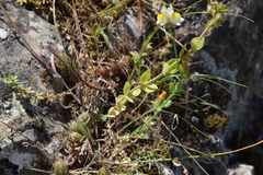 Linaria triphylla, photograph (c) Mehdi Chetibi, some rights reserved (CC BY)