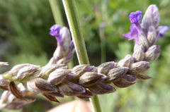 Lavandula pinnata