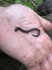 Batrachoseps gregarius