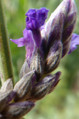 Lavandula pinnata