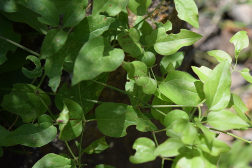 fragrant virgin's-bower