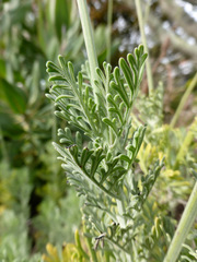 Lavandula pinnata
