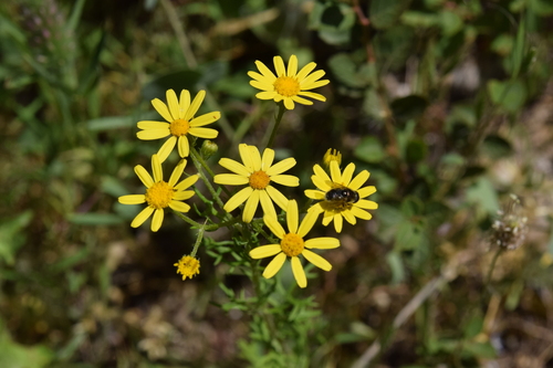 Jacobaea delphiniifolia