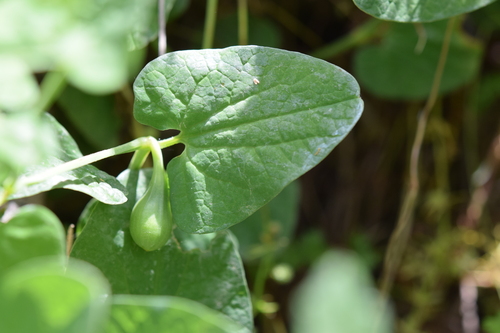 Aristolochia fontanesii
